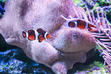 在水族馆的异国珊瑚鱼