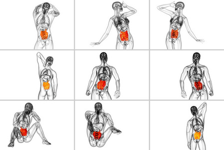 小肠三维渲染图