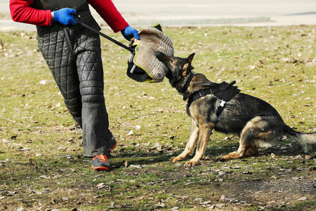 在户外工作犬训练中