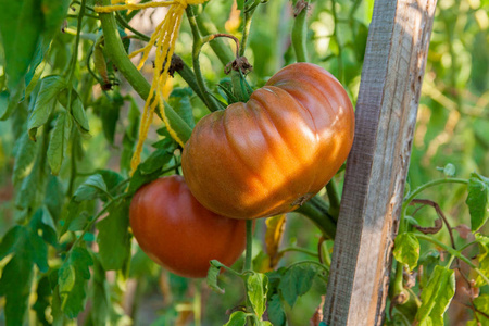 成熟的西红柿生长在分支种植在花园里