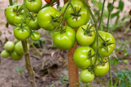 堆的绿色西红柿成熟在花园里的树枝上