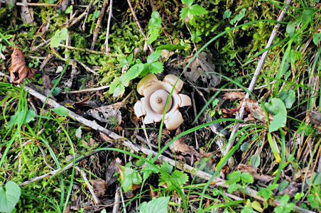 地球之星 地球三叉戟三联 蘑菇在森林灌木丛中