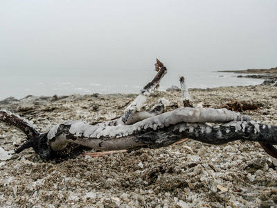 死海的春天的看法和单色宏观拍摄的