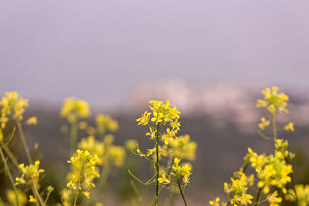 黄色的花