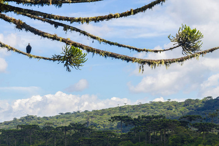 在 itaimbezinho cani 的 araucaria angustifolia 森林中的秃鹰