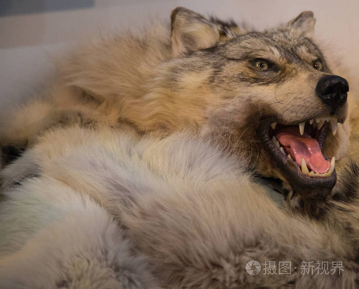 张开嘴的灰狼
