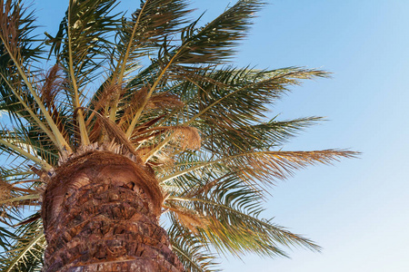 从下面的棕榈树下，背景为蓝色的天空，视图