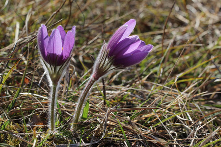 紫色老花在春天