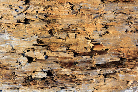 被博勒损坏的旧木材