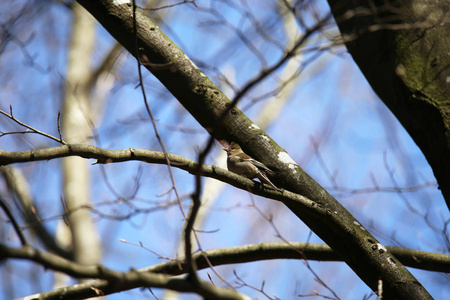 一只鸟坐在树上