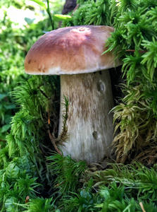 意味轩雅蘑菇在树林里的特写