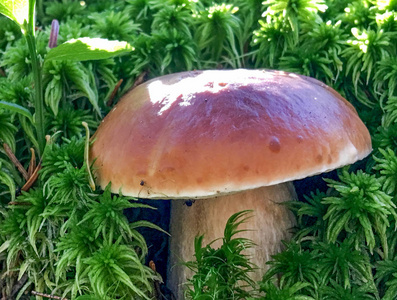 意味轩雅蘑菇在树林里的特写