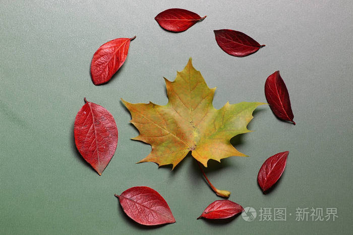 秋季叶背景上绿色的隔离表照片-正版商用图片0xzrsk-摄图新视界