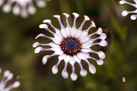 Osteospermum 轮回雏菊