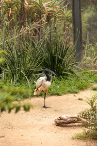 非洲神圣宜必思酒店叫 Threskiornis aethiopicus