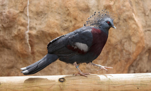 维多利亚冠鸽被称为 Goura 维多利亚