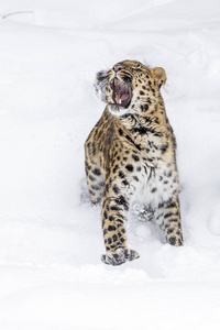 阿穆尔豹在雪中