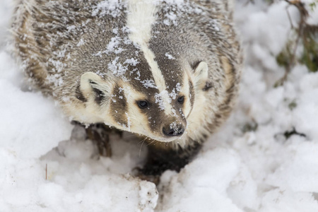 獾在雪中