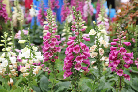 花坎特伯雷在花展的响铃照片