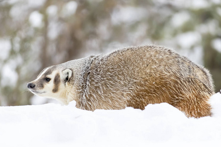 獾在雪中