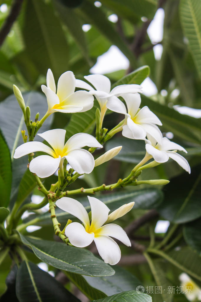 白色的鸡蛋花鸡蛋花