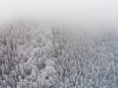 白雪覆盖的树木，在山区在雾中