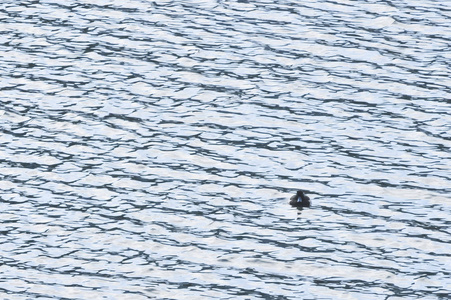 海鸟漂流图片