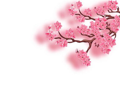 樱花.白色背景上的孤立.插图照片