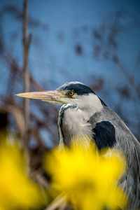 灰色长嘴巴的鸟图片