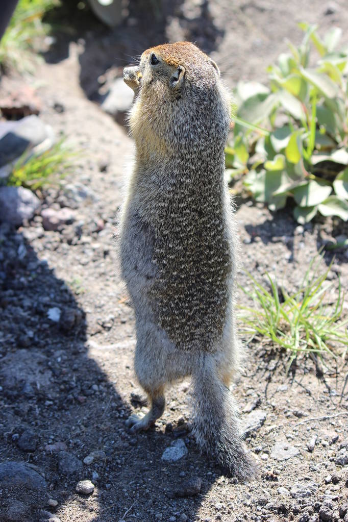 啮齿类动物吃糖美国长尾鼠