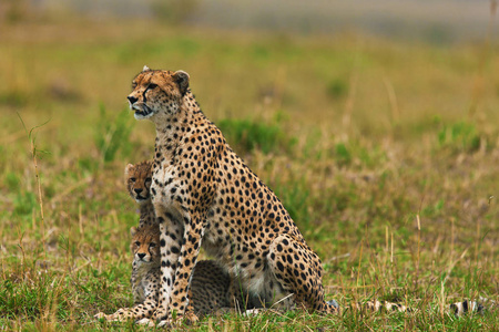 豹子和妈妈狩猎图片