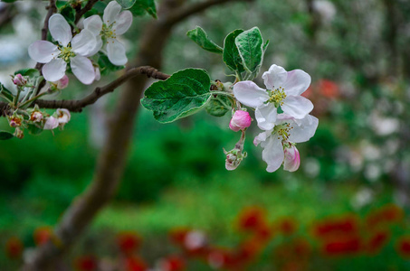 花园中有春天开花的梨子的风景