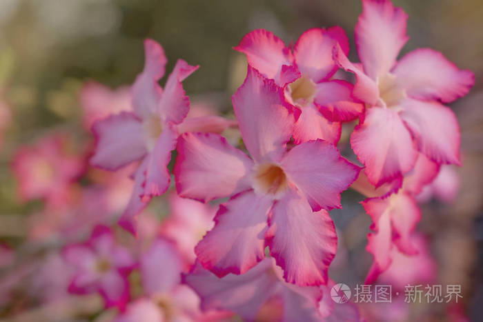粉红色的花关门背景