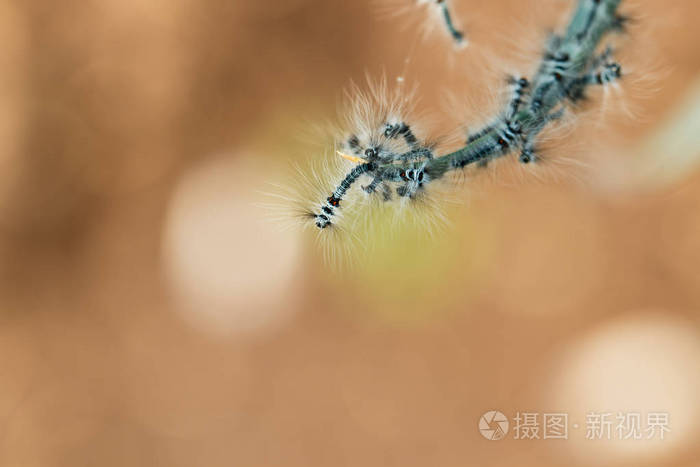 卡特彼勒，蠕虫 昆虫