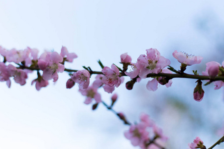 春天树粉红色的花和叶子在蓝色天空背景