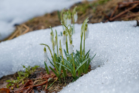 集团的雪花莲的花