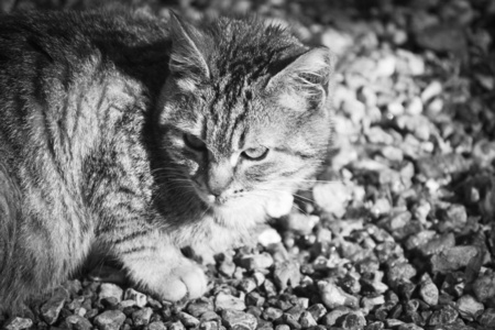 黑白相间的流浪猫的肖像照片