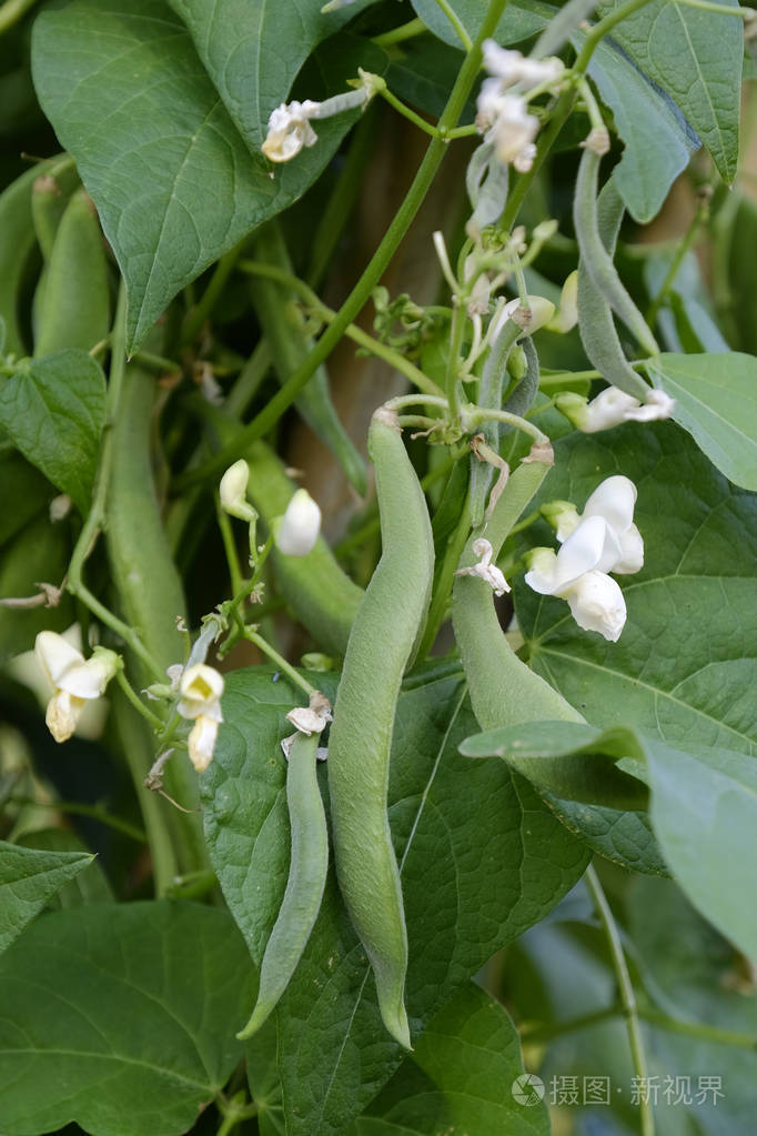 豆子和花挂在豆科植物上