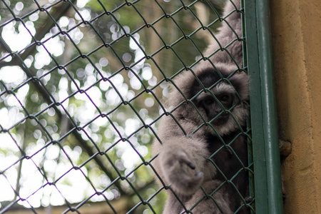 印尼巴厘岛动物园笼子里的猴子