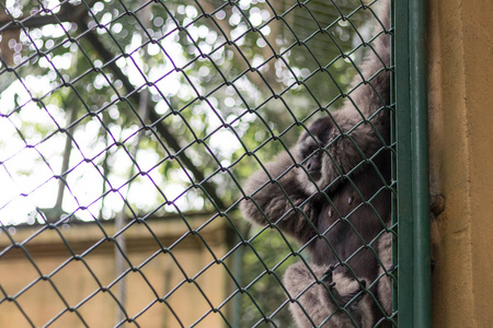 印尼巴厘岛动物园笼子里的猴子