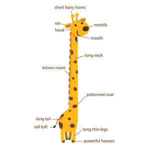 长颈鹿身体结构图片