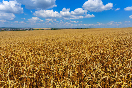 金色的夏天小麦现场