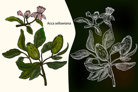 Acca sellowiana。矢量图的水果美埝