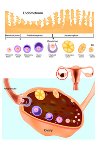 子宫内膜。正常卵巢 卵泡发育和排卵。月经周期的计划。女性生殖系统