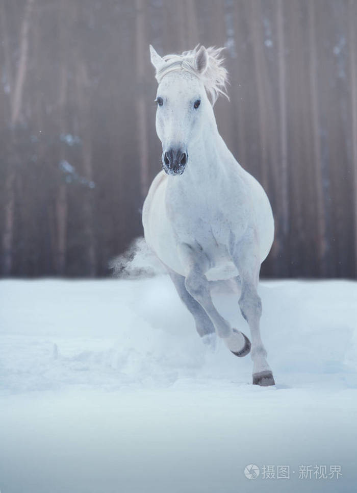 白马在积雪的森林背景上运行