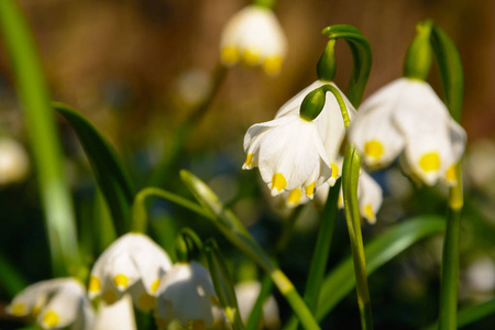 春天的雪花花 Leucojum vernum 在夕阳中绽放