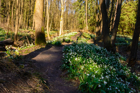 春天的雪花花 Leucojum vernum 在夕阳中绽放