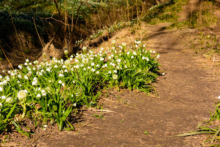 春天的雪花花 Leucojum vernum 在夕阳中绽放