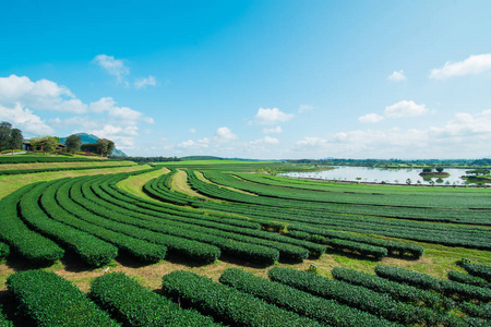 蓝蓝的天空和云茶种植园