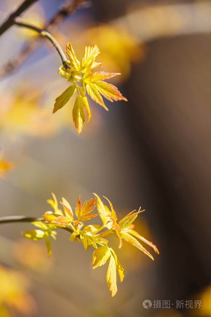 云画美丽的春天开花的树